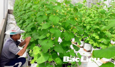 Hướng đến xanh hóa trong sản xuất nông nghiệp
