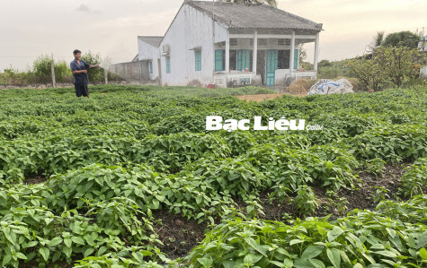 TP. Bạc Liêu: Hiệu quả tích cực từ nguồn vốn hỗ trợ tạo việc làm