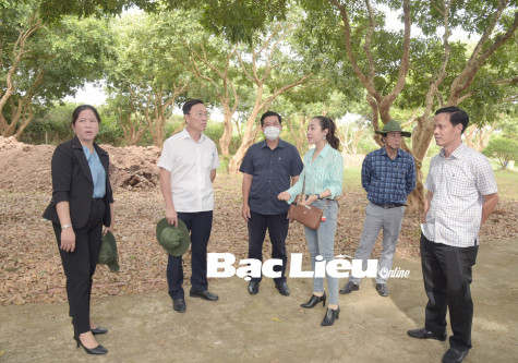 TP. Bạc Liêu: Lễ hội Nhãn đầu tiên dự kiến diễn ra vào tháng 8/2023