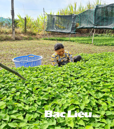 Thu nhập ổn định từ cây rau diếp cá
