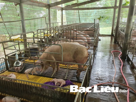 Bảo vệ đàn vật nuôi mùa nắng nóng