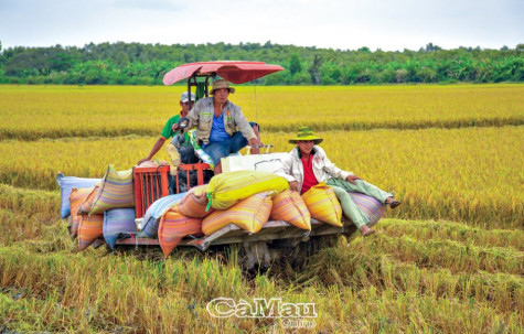 Ðảm bảo nguồn lúa giống phục vụ sản xuất