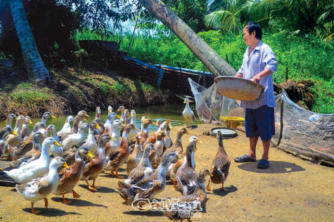 Chủ động ứng phó cúm A (H5N1)
