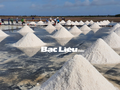 Giá muối giảm ngay đầu vụ