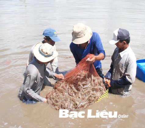 Tạo đột phá cho con tôm xuất khẩu