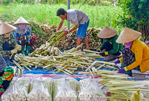 Nông dân thi đua mừng đại hội