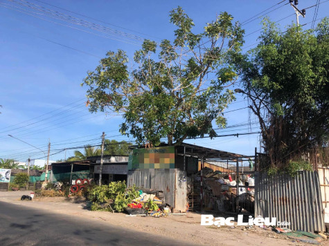 TP. Bạc Liêu: Thanh niên tử vong khi mé nhánh cây