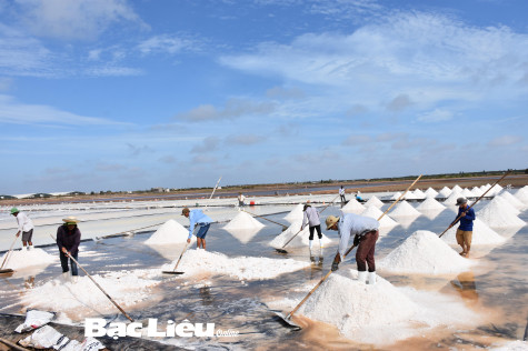 Đề xuất thực hiện Dự án Chống chịu khí hậu và chuyển đổi tổng hợp vùng Đồng bằng sông Cửu Long - tỉnh Bạc Liêu