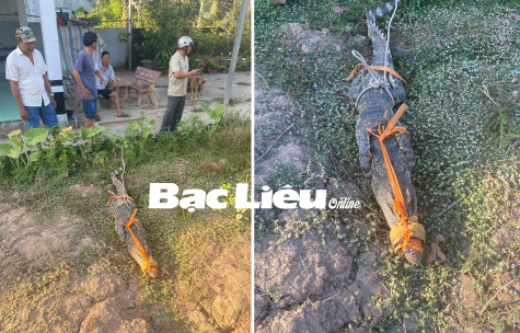 Bắt được cá sấu nặng 20kg bò vào nhà dân