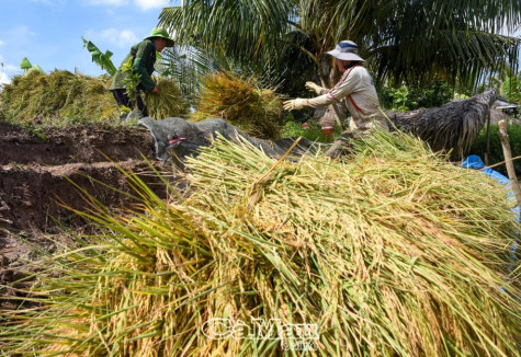 Thới Bình thúc đẩy phát triển nông nghiệp bền vững