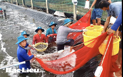 Huyện Đông Hải: Thi đua xây dựng và phát triển kinh tế biển