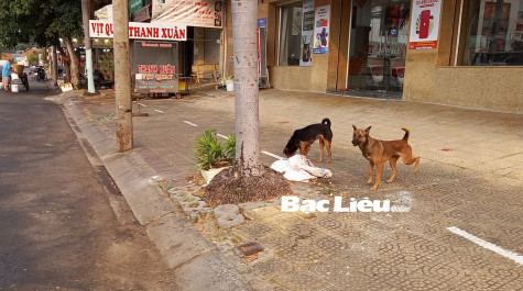 Cảnh giác với bệnh dại mùa nắng nóng