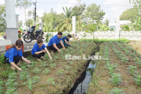 Trồng hoa bán - mô hình nhỏ, hiệu quả cao