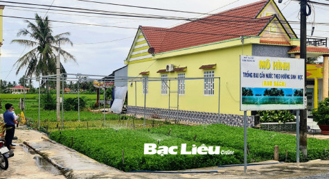 Hiệu quả từ mô hình trồng rau cần nước ở huyện Phước Long