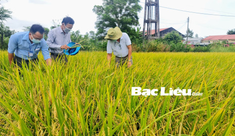 Xây dựng các loại lúa giống mang thương hiệu Bạc Liêu