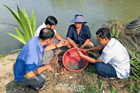 Tăng thu nhập nhờ tự ương sò huyết giống