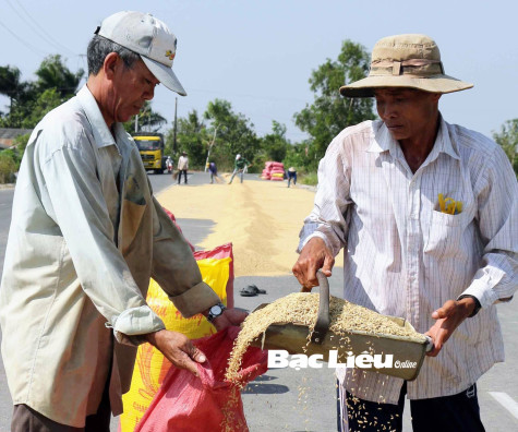 Xây dựng vùng lúa nguyên liệu gắn liên kết với các hợp tác xã
