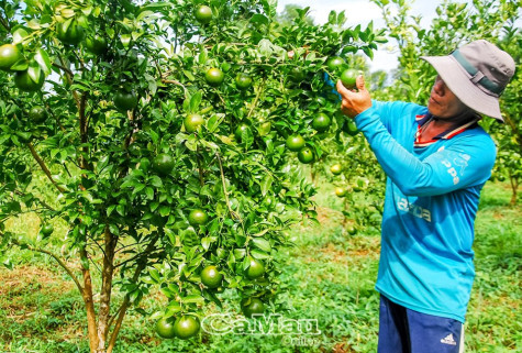 Chủ động kê khai sản xuất từ đầu vụ