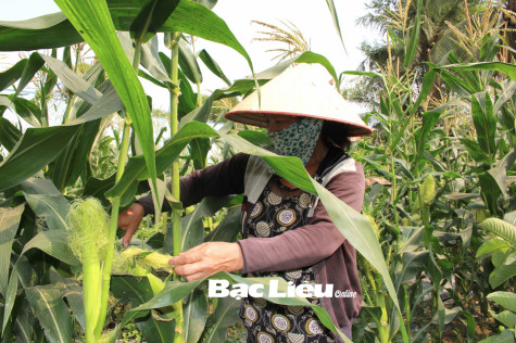 Hội LHPN xã Vĩnh Hưng:​ Hỗ trợ vốn giúp hội viên phụ nữ thoát nghèo
