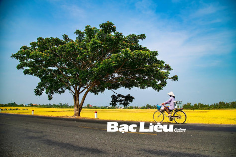Đường về nhà…