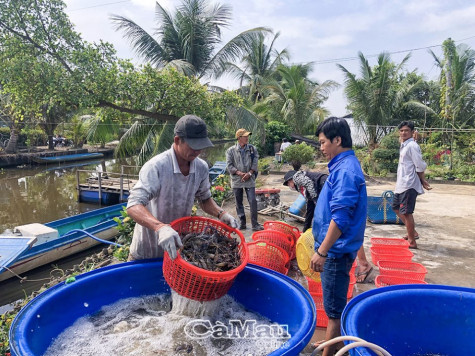 Tăng khả năng thích ứng  cây, con giống trong sản xuất