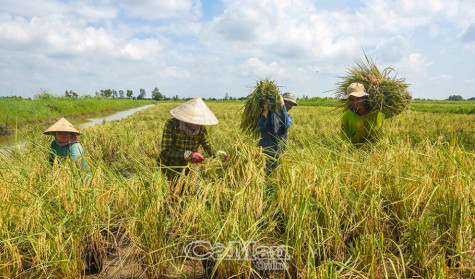 Hợp tác, liên kết để phát triển sản xuất