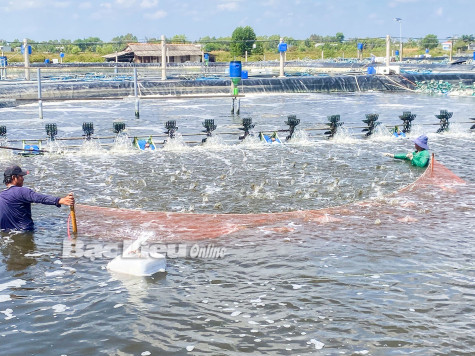 Đông Hải: Quyết tâm xây dựng huyện trọng điểm về kinh tế biển của tỉnh