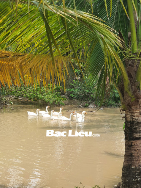 Nỗi nhớ quê nhà