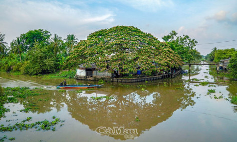 Xanh mát quanh nhà