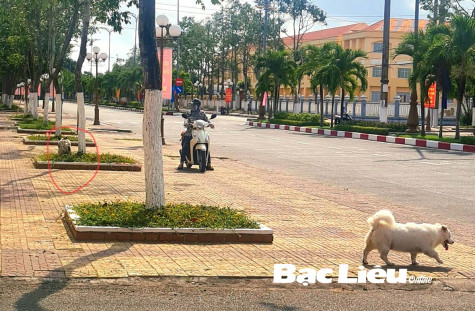 Cần xử lý nghiêm hành vi để súc vật phóng uế bừa bãi