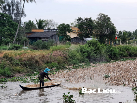 Vịt chạy đồng