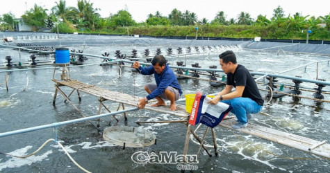 Tăng giá trị tôm nuôi