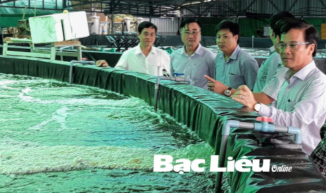 Giá tôm giảm, người nuôi gặp khó