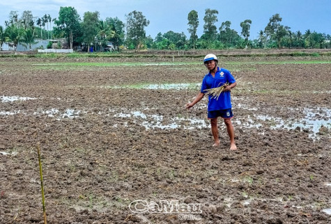 Cần đẩy nhanh tiến độ xuống giống vụ hè thu