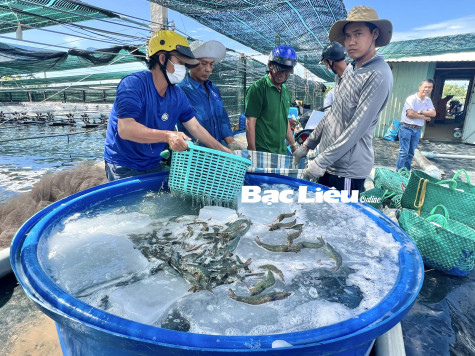 Tự đưa ra kết luận tôm có chất bảo quản, nhiều thương lái ép giá tôm của nông dân