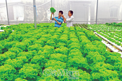 Bắt nhịp xu thế nông nghiệp xanh