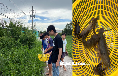 Bắt cá lên đầu mùa mưa