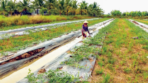 Nhân rộng cách làm hay, hiệu quả