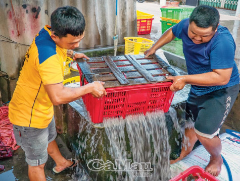 Nghề trói cua