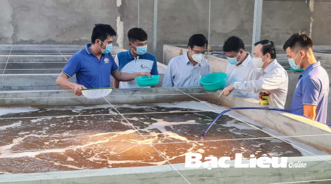 Tăng cường quản lý, kiểm tra chất lượng tôm giống