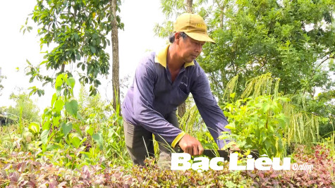 20 năm tìm cây dược liệu cứu người