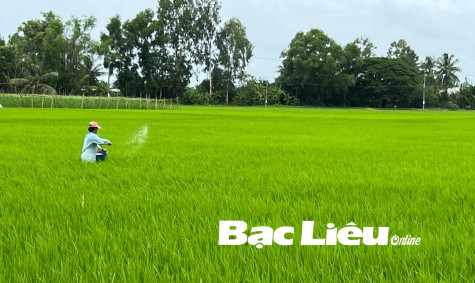 Chủ động chăm sóc, bảo vệ trà lúa hè thu