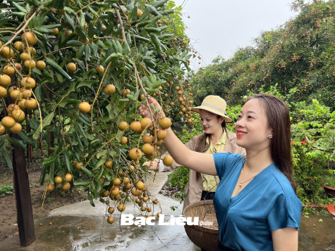 Có hẹn với mùa nhãn Bạc Liêu