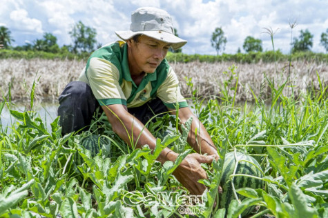 Những nông dân đột phá làm giàu