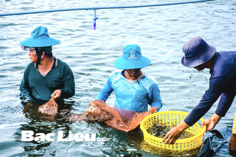 Phát triển mạnh các mô hình nuôi tôm thâm canh và siêu thâm canh