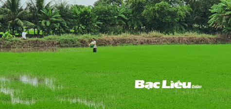 Giá phân bón giảm mạnh