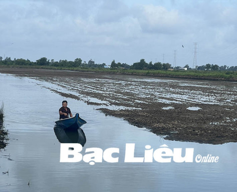 Nông dân TX. Giá Rai cải tạo đất chuẩn bị xuống giống vụ lúa trên đất tôm