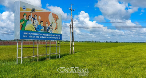 Giá lúa tăng từng ngày, nông dân phấn khởi