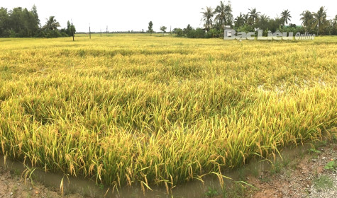 Bảo vệ các trà lúa trước thời tiết bất thường