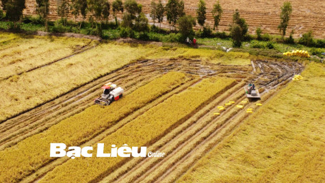 Vụ lúa hè thu ở huyện Phước Long: Năng suất ước đạt 6 tấn/ha